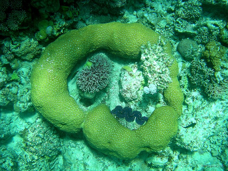 37- Composition corallienne sous-marine - Ilot Kouare.JPG